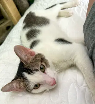 Loki