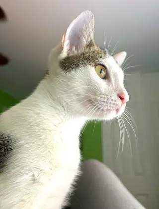 Loki