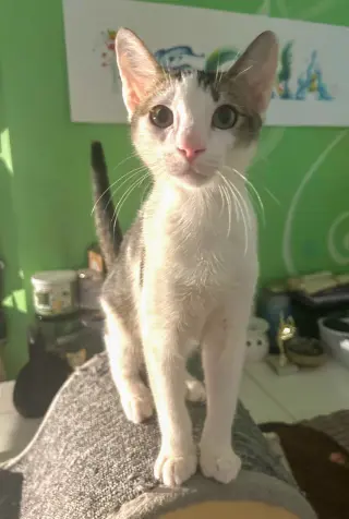 Loki
