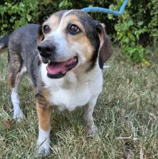 Hazel