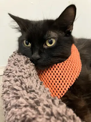 Midna