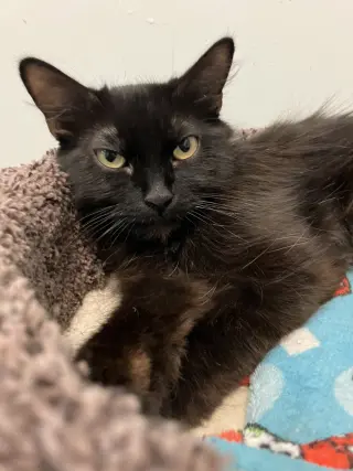 Midna