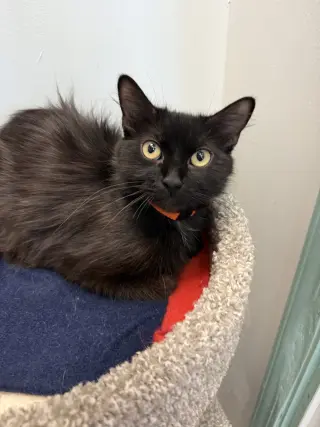 Midna
