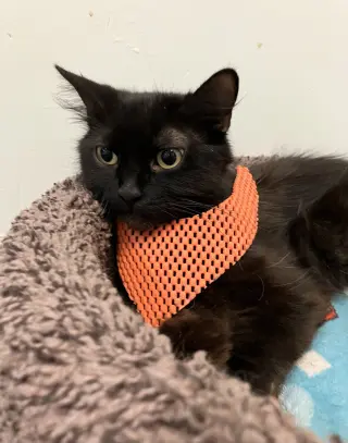 Midna