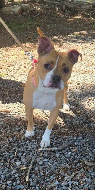Miracle - At shelter