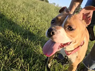 Miracle - At shelter