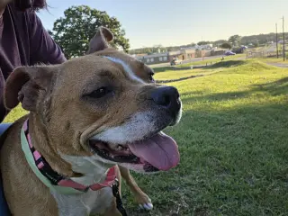 Miracle - At shelter