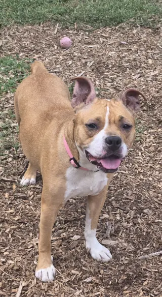 Miracle - At shelter