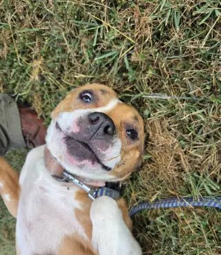 Miracle - At shelter