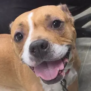Miracle - At shelter