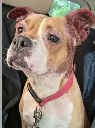Miracle - At shelter