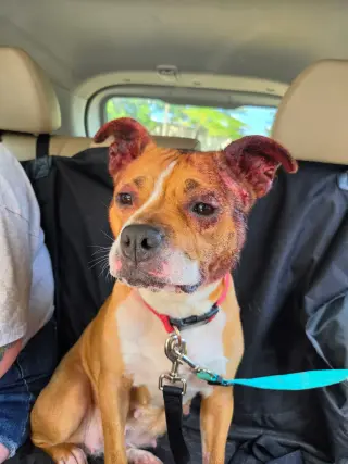 Miracle - At shelter