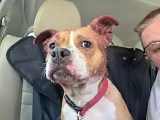 Miracle - At shelter