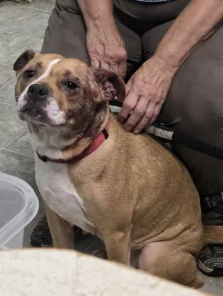 Miracle - At shelter