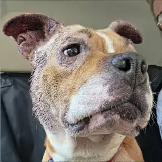 Miracle - At shelter
