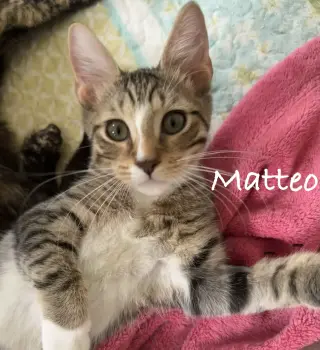 Matteo