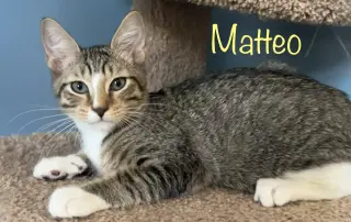 Matteo