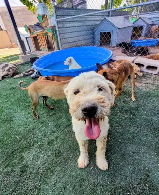 Miguel