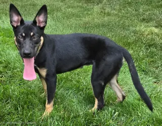PUPPY MISTY