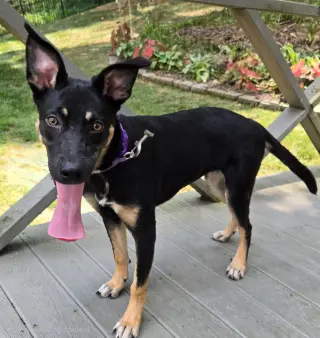 PUPPY MISTY