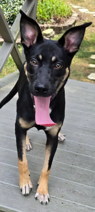 PUPPY MISTY