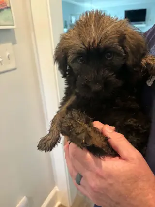 Claire Sep 26 - In Foster in Greensboro, NC
