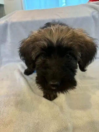 Claire Sep 26 - In Foster in Greensboro, NC