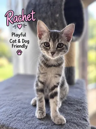 Rachet, Willow Grove Area, (FCID 08/18/2026-145)