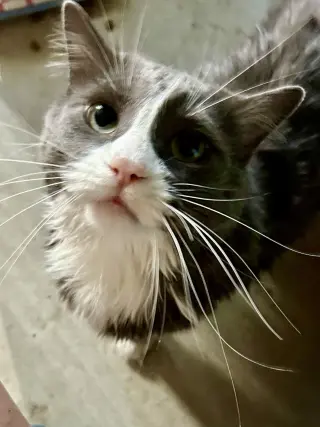 Remi