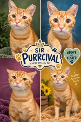 Sir Purrcival (CID# 08/24/2026 - 25 Trainer)