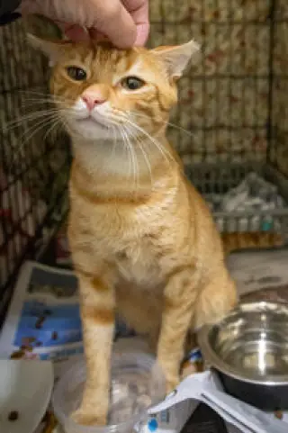 Sir Purrcival (CID# 08/24/2026 - 25 Trainer)