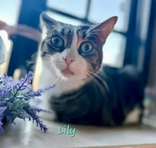 Lily