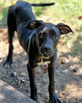 Bindi