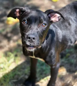Bindi