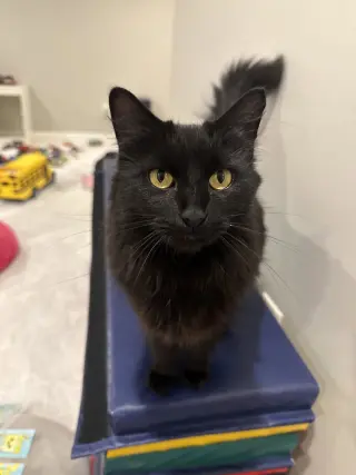 Birdie