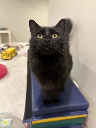 Birdie
