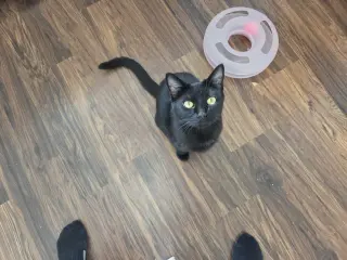 Cookie