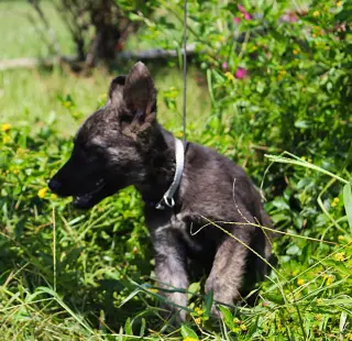 Nash 8/10weeks Neuter Contract Required $425
