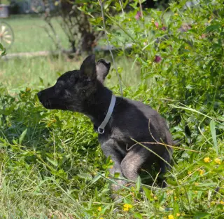 Nash 8/10weeks Neuter Contract Required $425