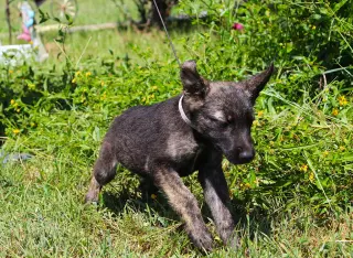 Nash 8/10weeks Neuter Contract Required $425