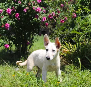 Koda-12/16 weeks-Spay Contract Required $425