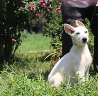 Koda-12/16 weeks-Spay Contract Required $425