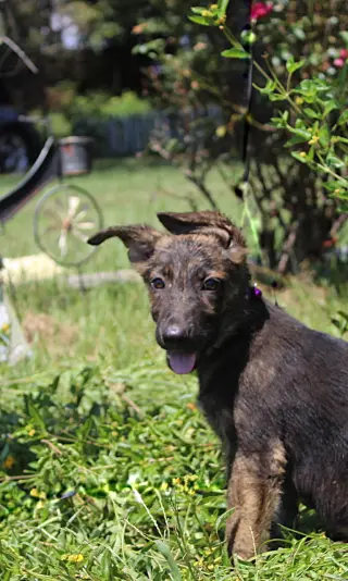 Naya-8/10 wks Spay Contract Required $425
