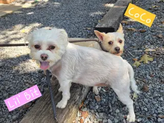 CoCo