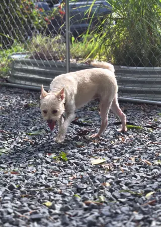 CoCo