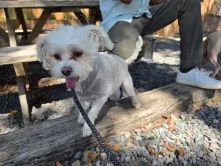 Lil' Bit