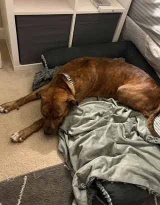 MILO