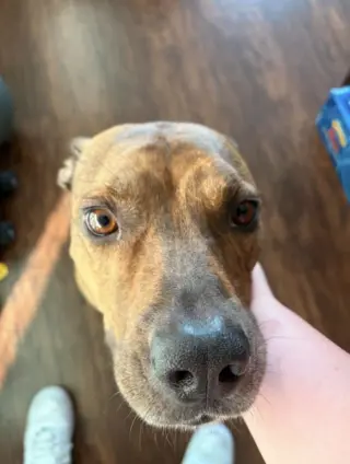 MILO