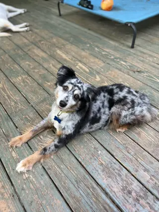 Finn