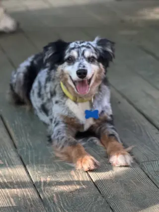 Finn